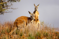 OB124 Red Kangaroos, Flinders Ranges, South Australia